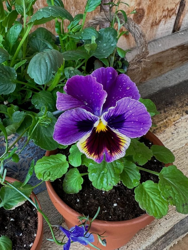 Pansy With Soft Edible Blooms