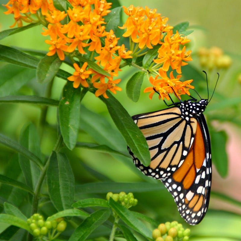 Butterfly Weed Drawing Pollinators Like Magic