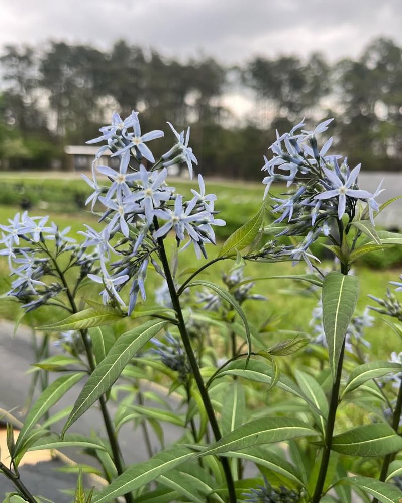 The Best Time To Plant Bluestars In Michigan