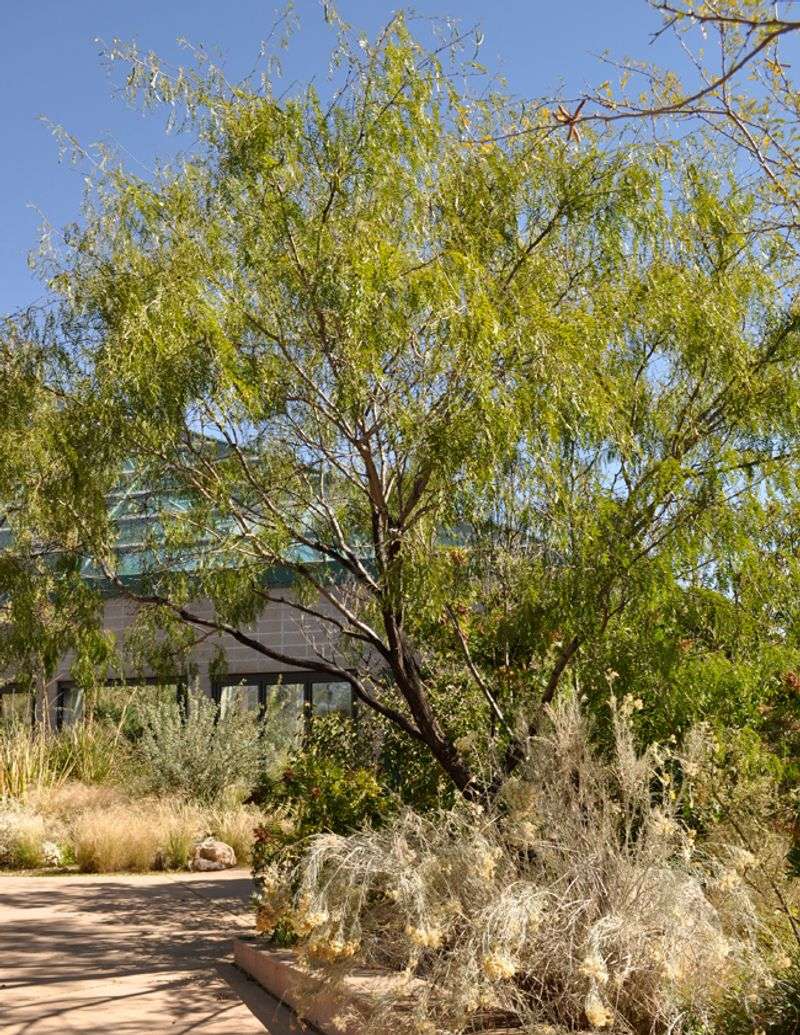 Early Leaf Growth Looks Sparse Before Filling In