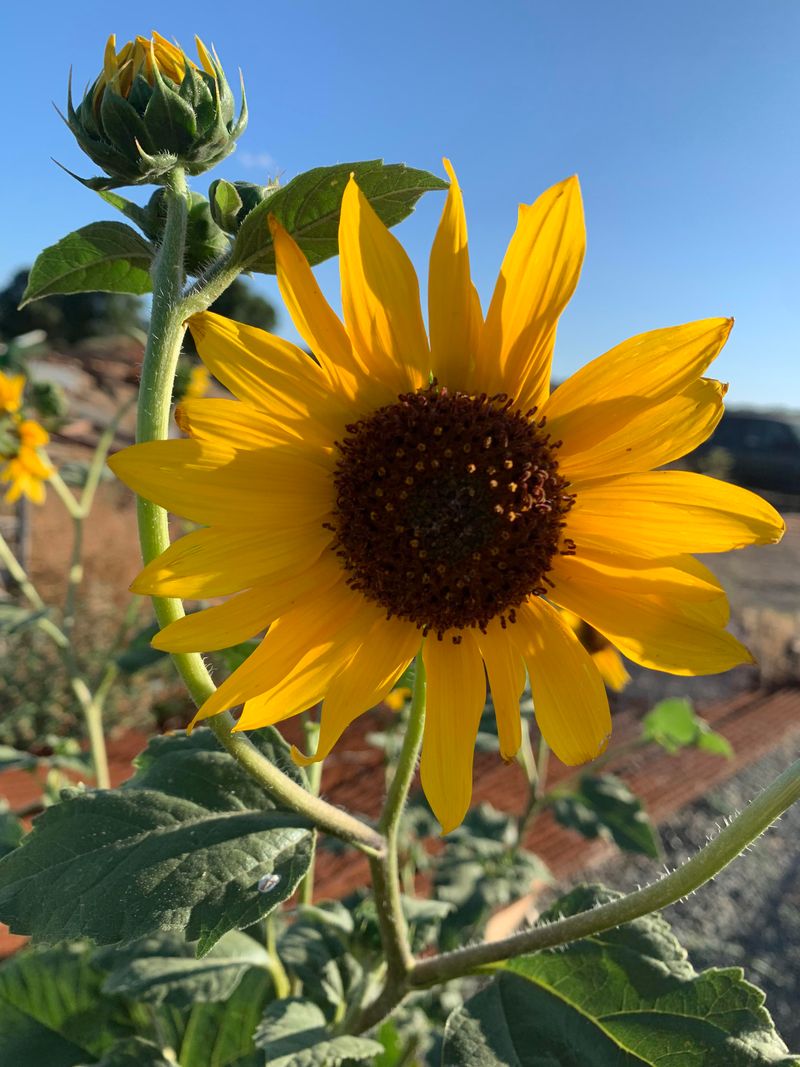 Sunflowers Can Draw Aphids Toward Tomato Plants
