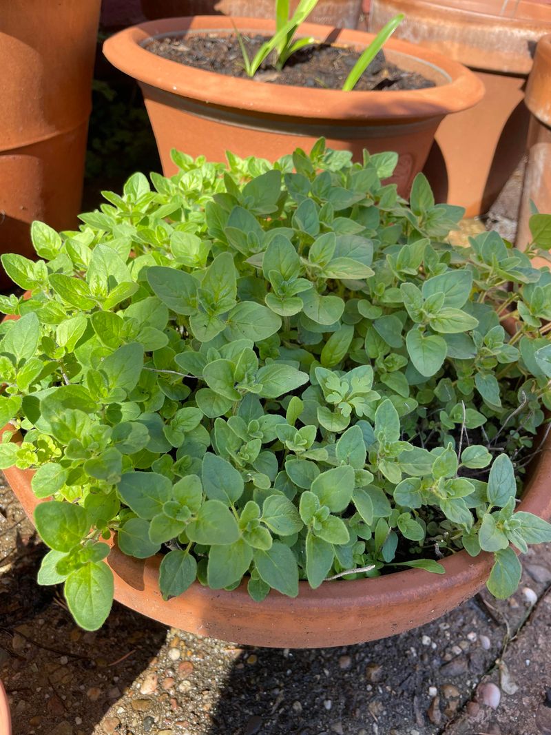 Oregano Builds Flavor And Texture In The Herb Garden