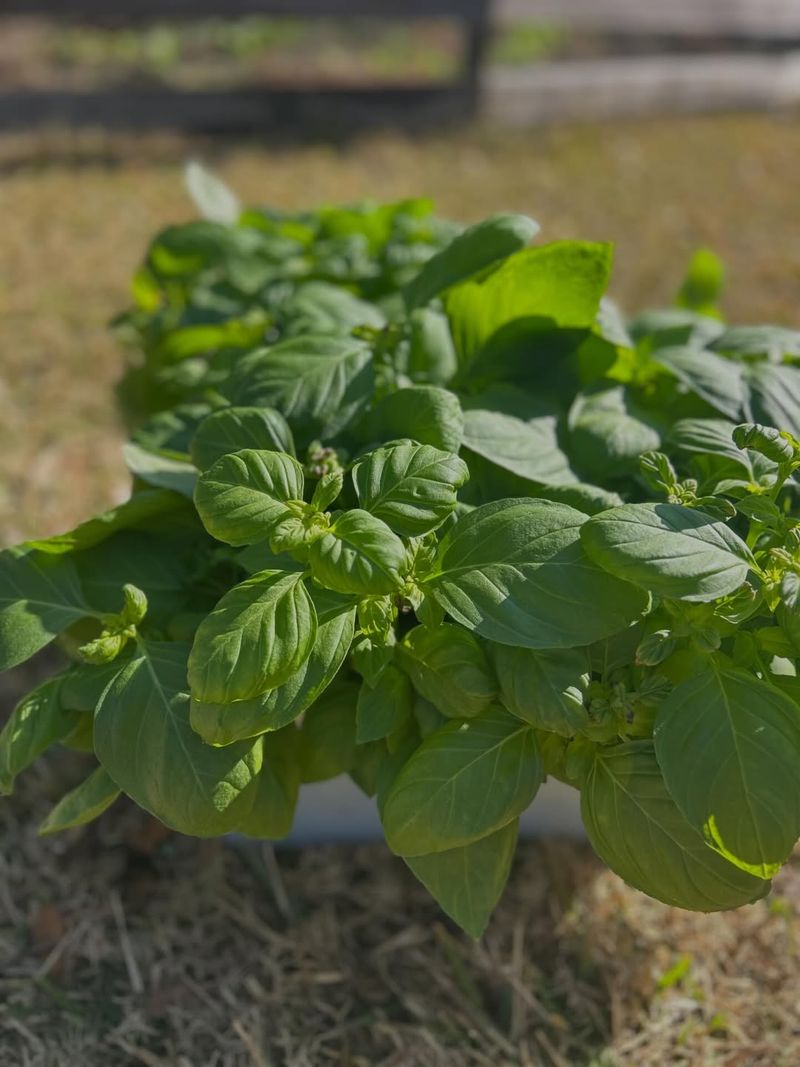Basil Needs Warm Soil Before Planting