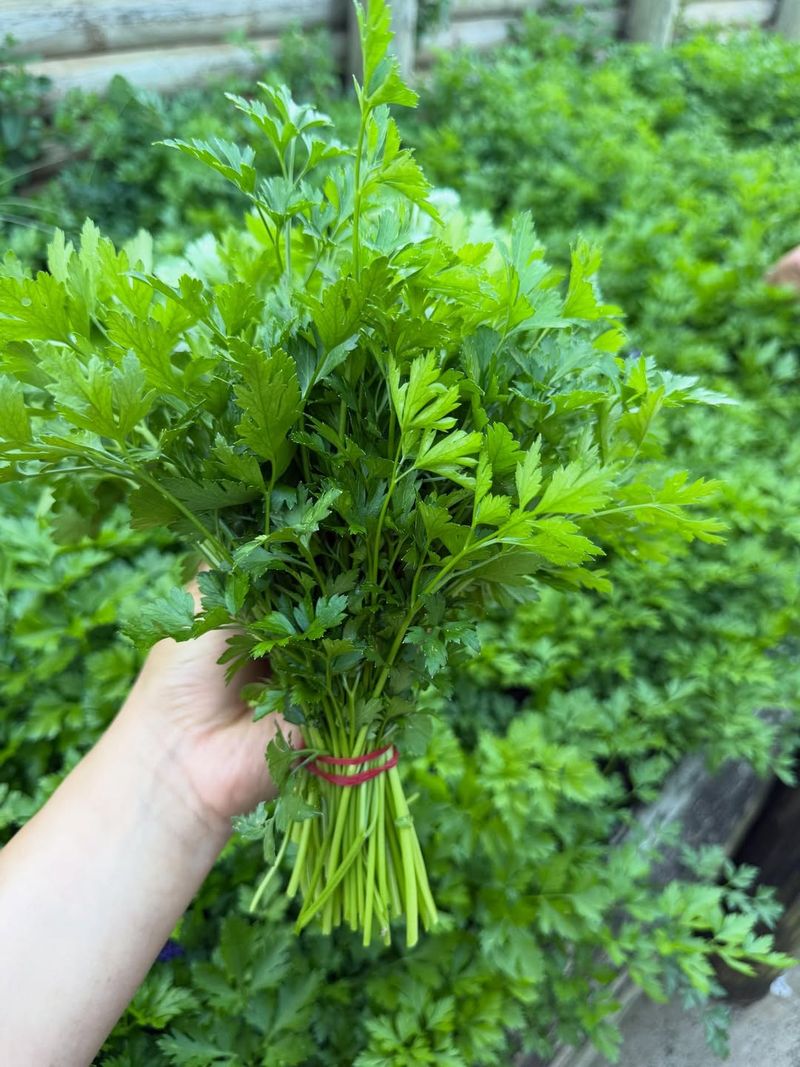 Parsley With Fresh Clean Flavor And Nutritious Leaves