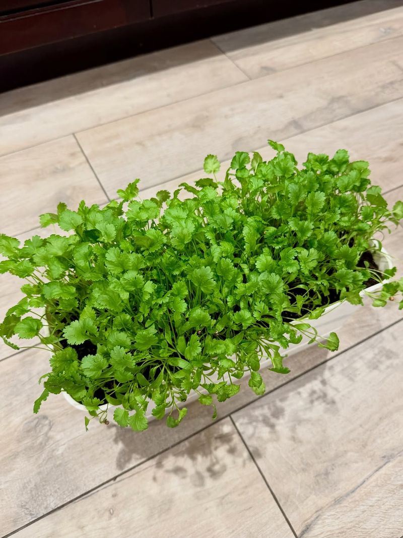 Cilantro With Fresh, Zesty Green Flavor