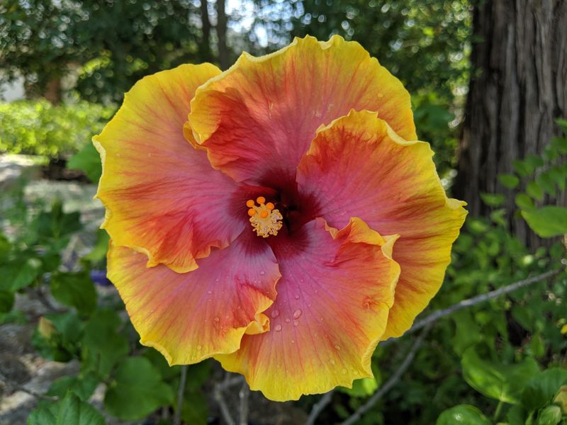 Hibiscus (Tropical And Hardy Types)