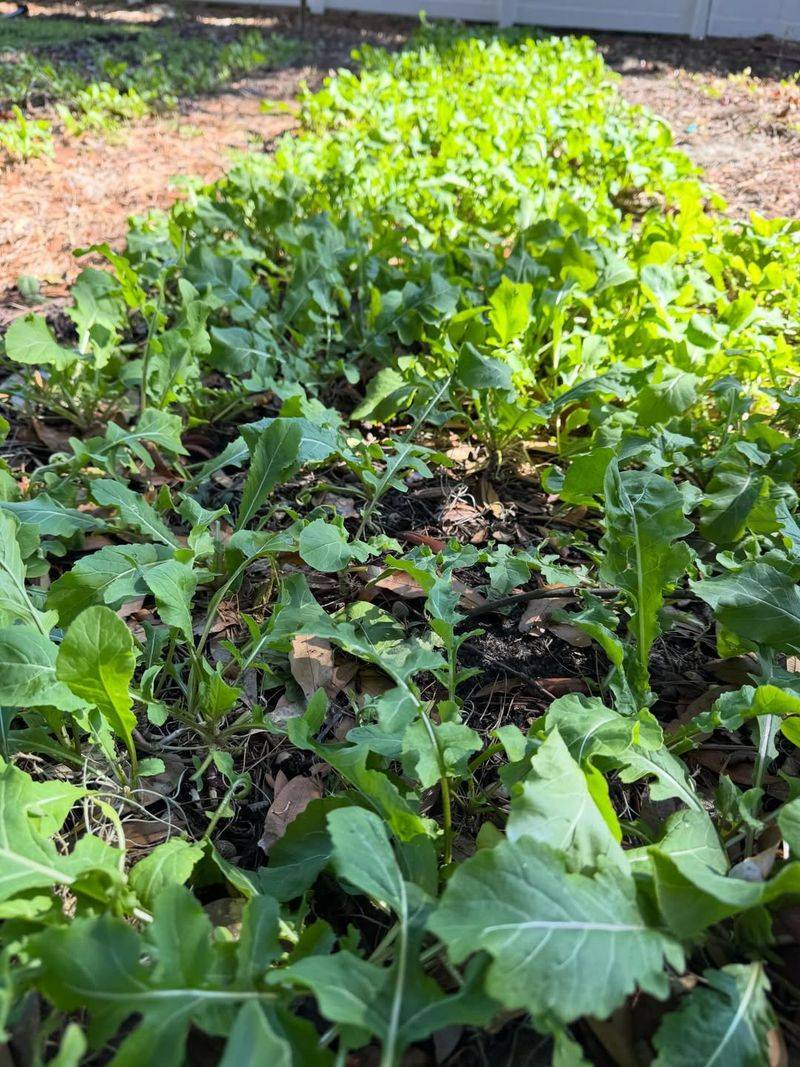 Toss In Arugula For Peppery, Fast Picks