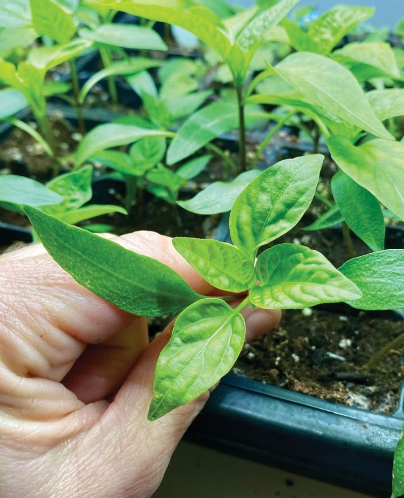 Start Warm Season Vegetables Indoors For A Head Start