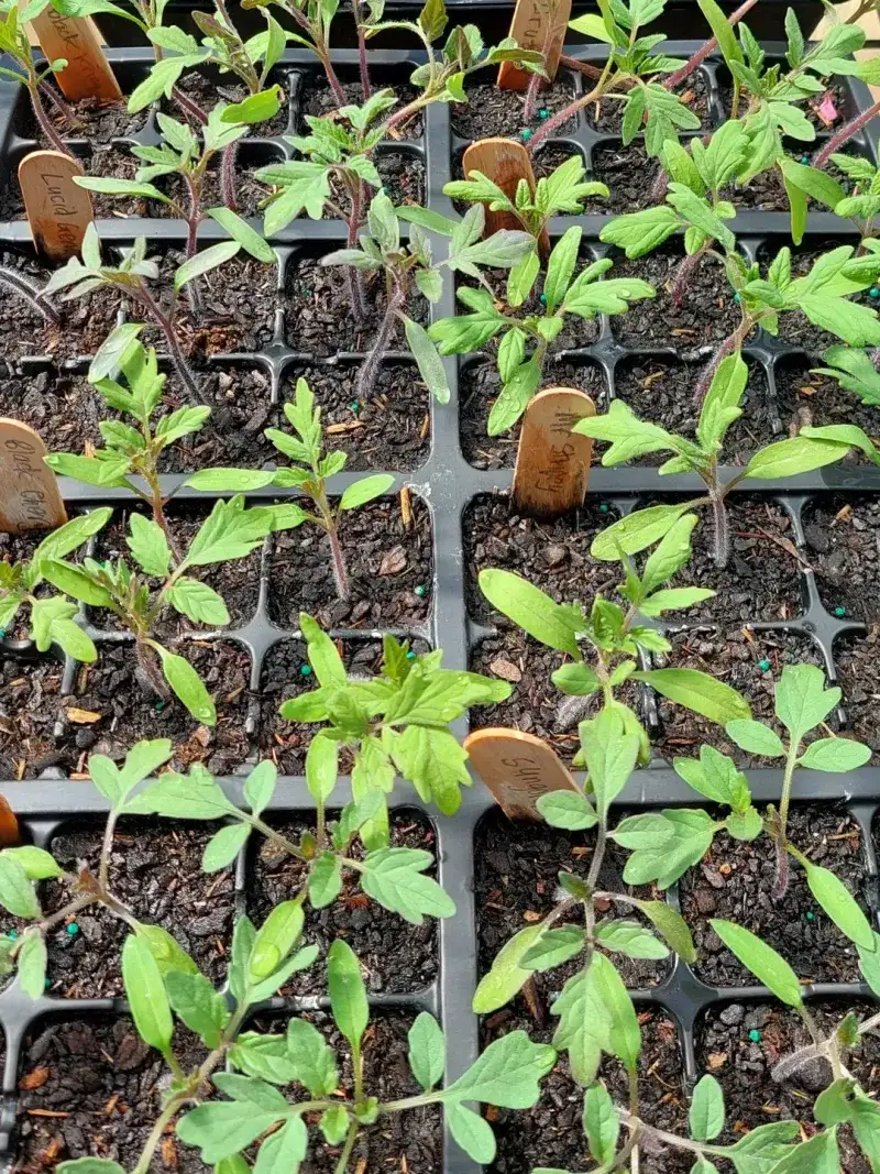 Start Warm Season Vegetables Indoors