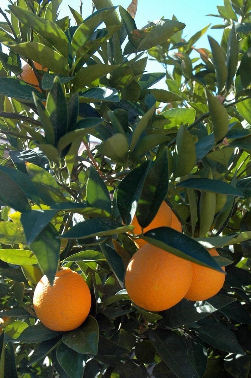 Fertilize Citrus And Early Feeders