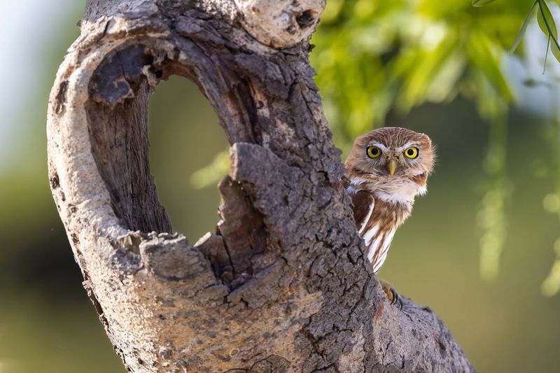 Cactus Ferruginous Pygmy Owl With Desert Charm