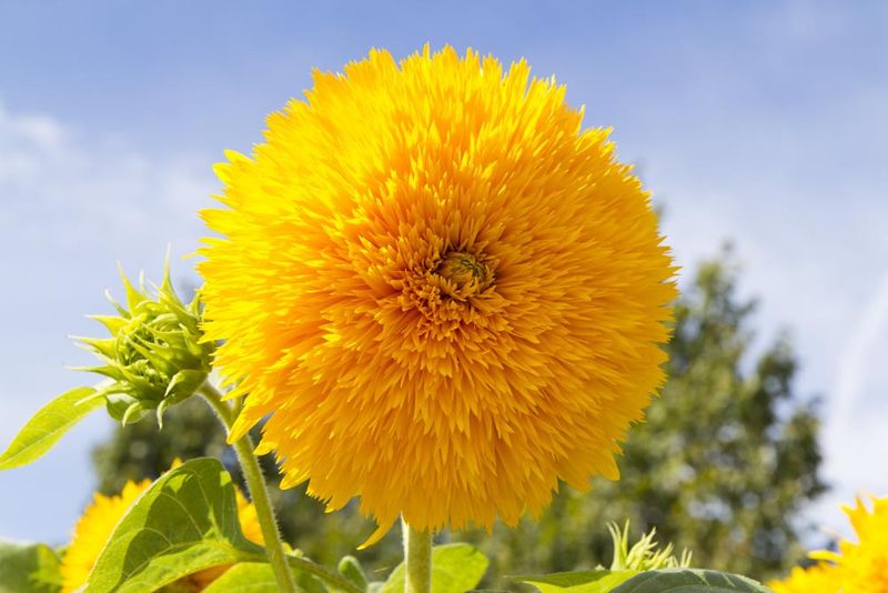 Why The Teddy Bear Sunflower Is Perfect For Texas?