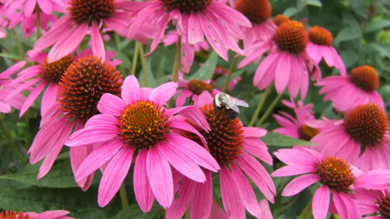 Self-Seeds And Expands Over Time