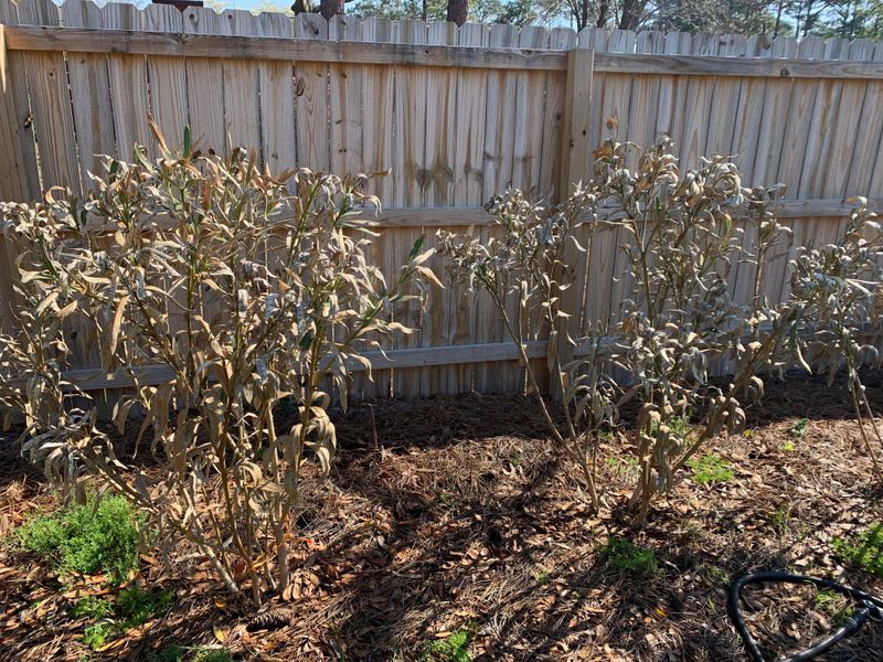 Encourage Fresh Spring Growth With Light Feeding