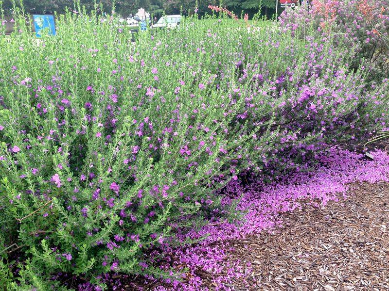 Replant With Native Texas Species