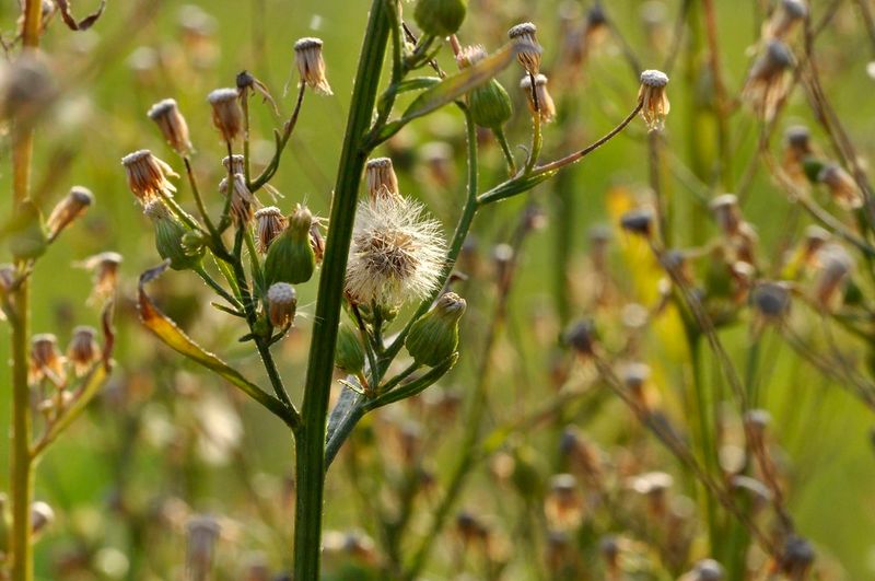 Pulling Weeds Too Late