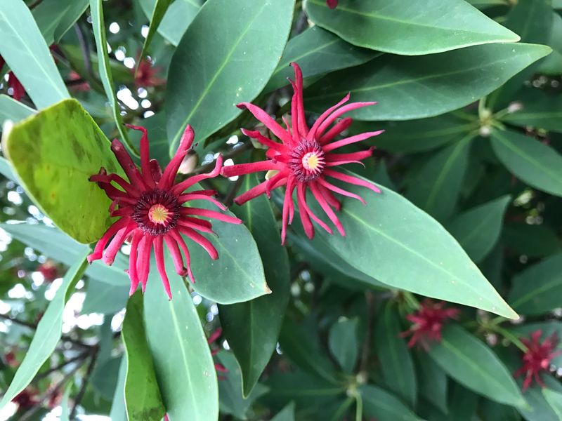 Anise Shrub Performs Reliably In Shady Front Yards