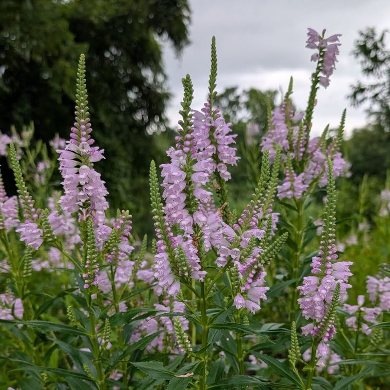 Obedient Plant Does Not Always Live Up To Its Name