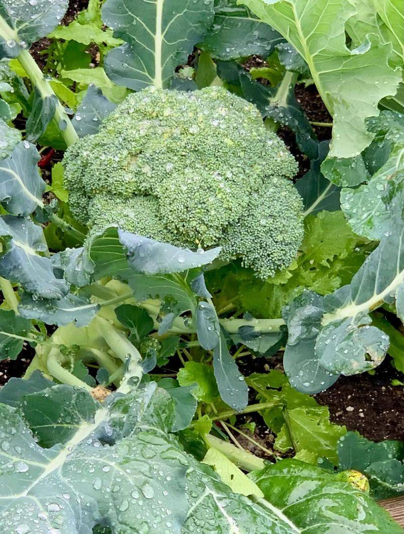 Start Broccoli Early For A Head Start On The Season