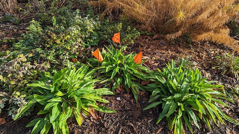 Mulch Around Dormant Plants To Protect Roots