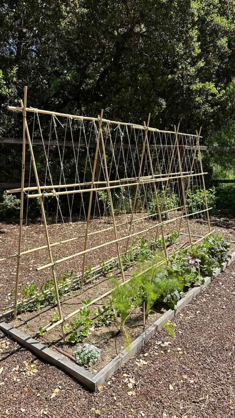 Install Supports For Early Crops