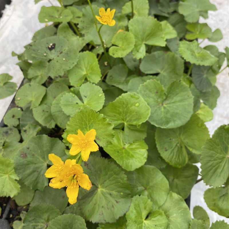 Protect Roots With Natural Mulch