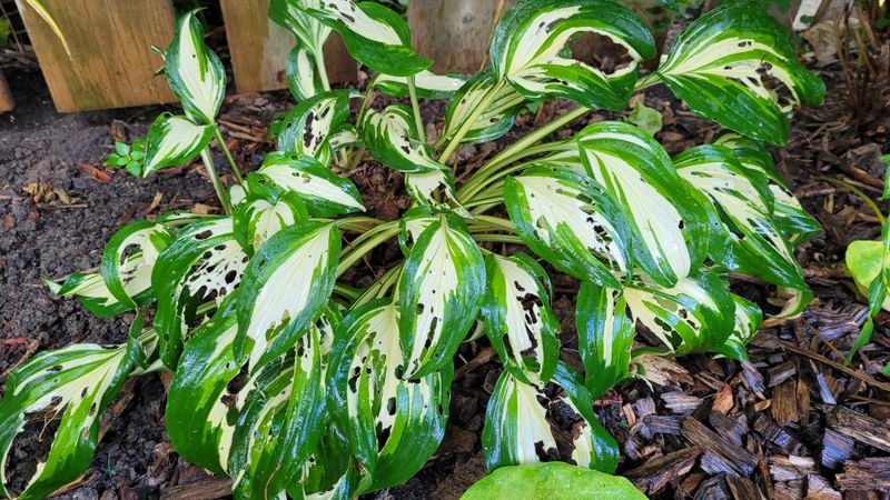 Watch For Slugs And Snails That Damage Leaves