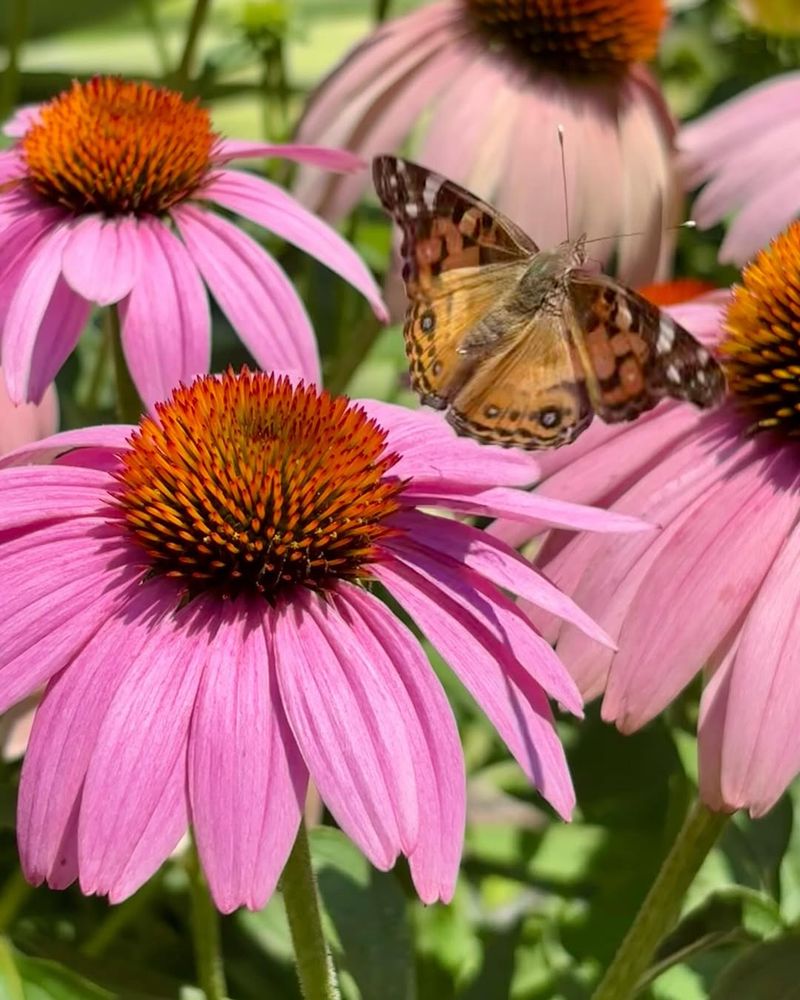Start A Pollinator Garden With Early Blooming Plants