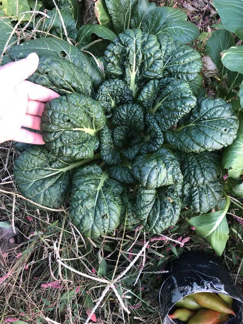 Start Planting Cool Crops