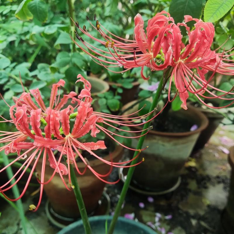Container Growing Makes Spider Lilies Flexible For Cold Areas