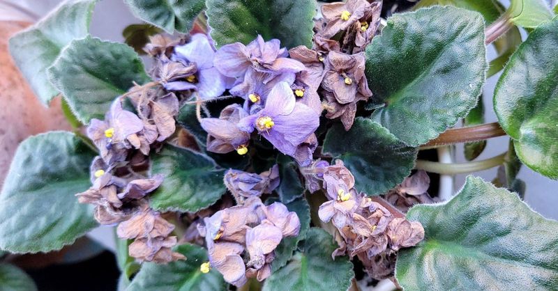 Deadhead Spent Blooms 