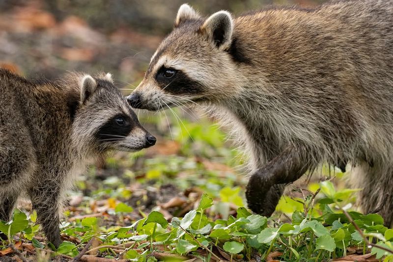 Spilled Seed On The Ground Attracts Raccoons More Than The Feeder