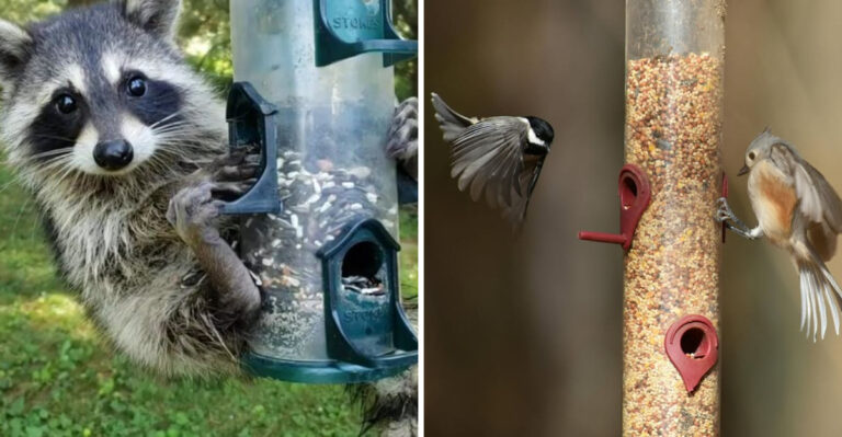 Do Bird Feeders Attract Raccoons In Georgia (What Actually Causes The Problem)