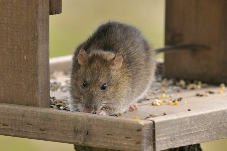 rat eating bird seeds