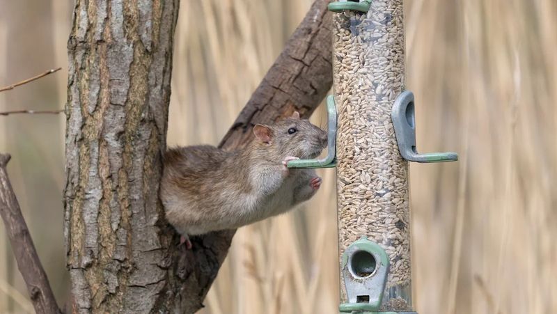 Yes, Bird Feeders Can Attract Rats