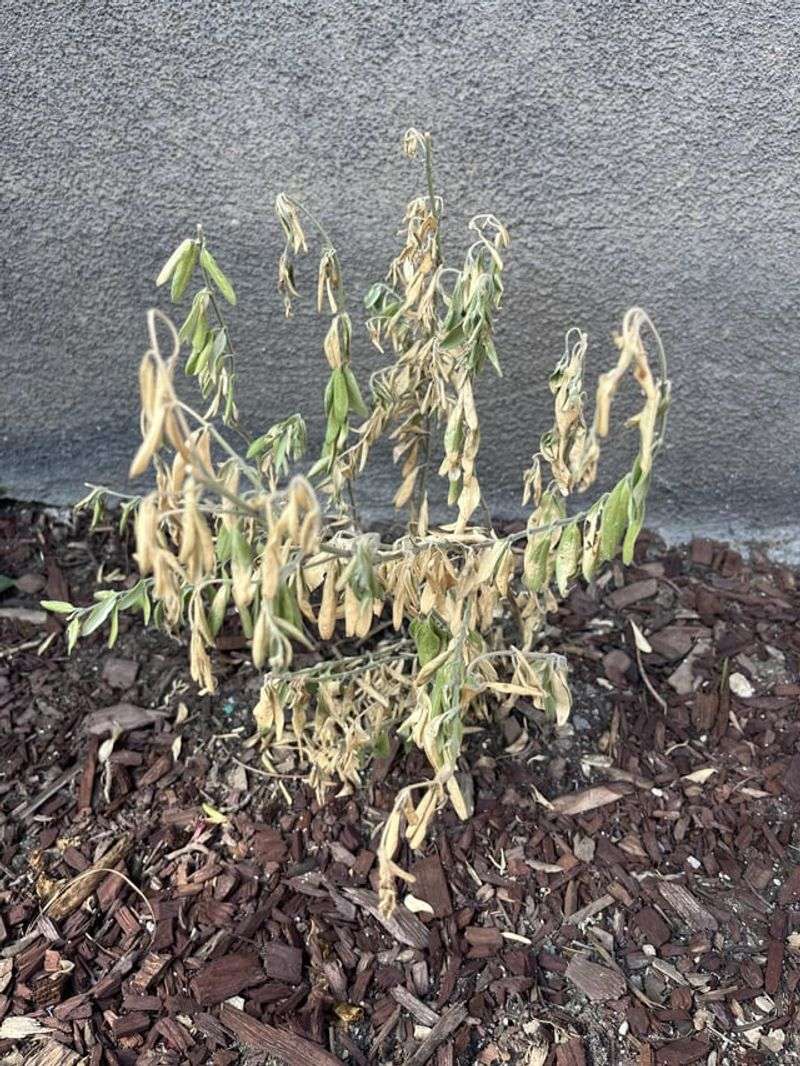 Pass On Snapdragons As Summer Approaches