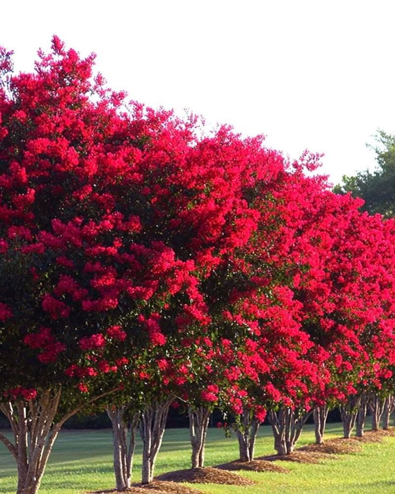 Do Not Crowd Crape Myrtles Where Airflow Stays Poor