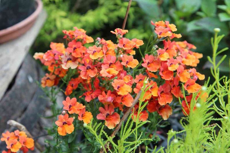 Pass On Nemesia As Florida Warms Up
