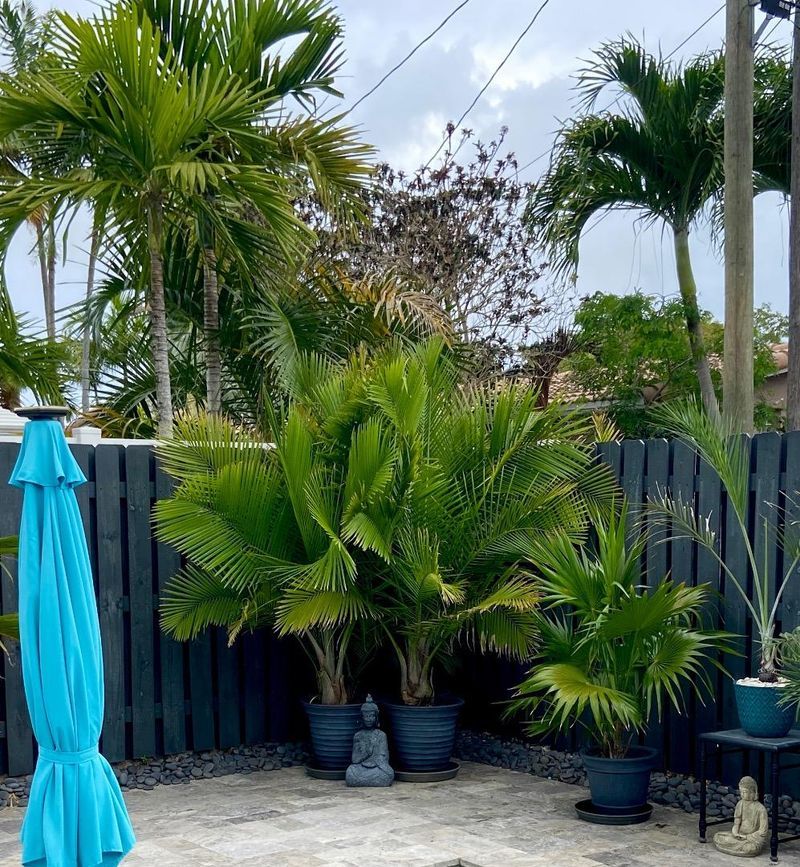 Poor Drainage Can Ruin A Palm Before It Ever Settles In