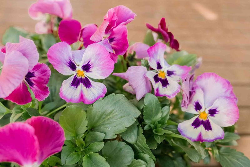 Skip Pansies Once Florida Spring Starts Warming Up