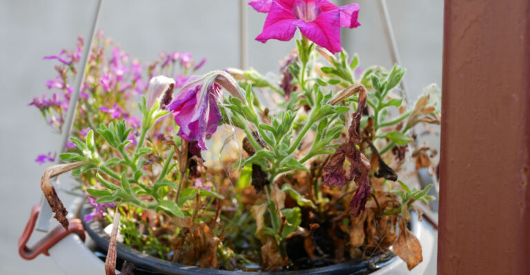 petunia wilt