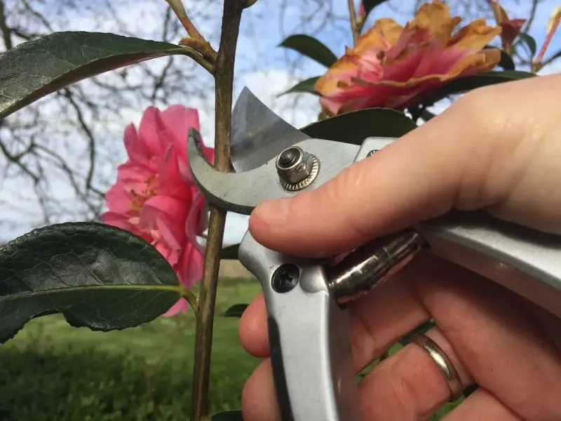 Let Camellias Finish Flowering Before You Reach For The Pruners