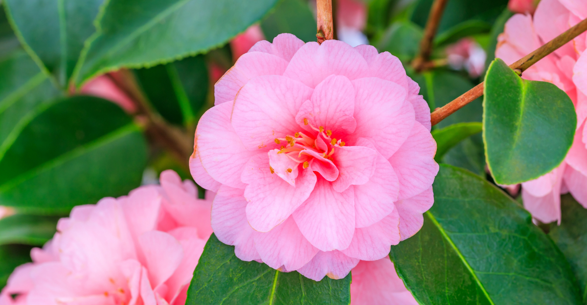 Do Not Prune These Florida Spring Bloomers In March