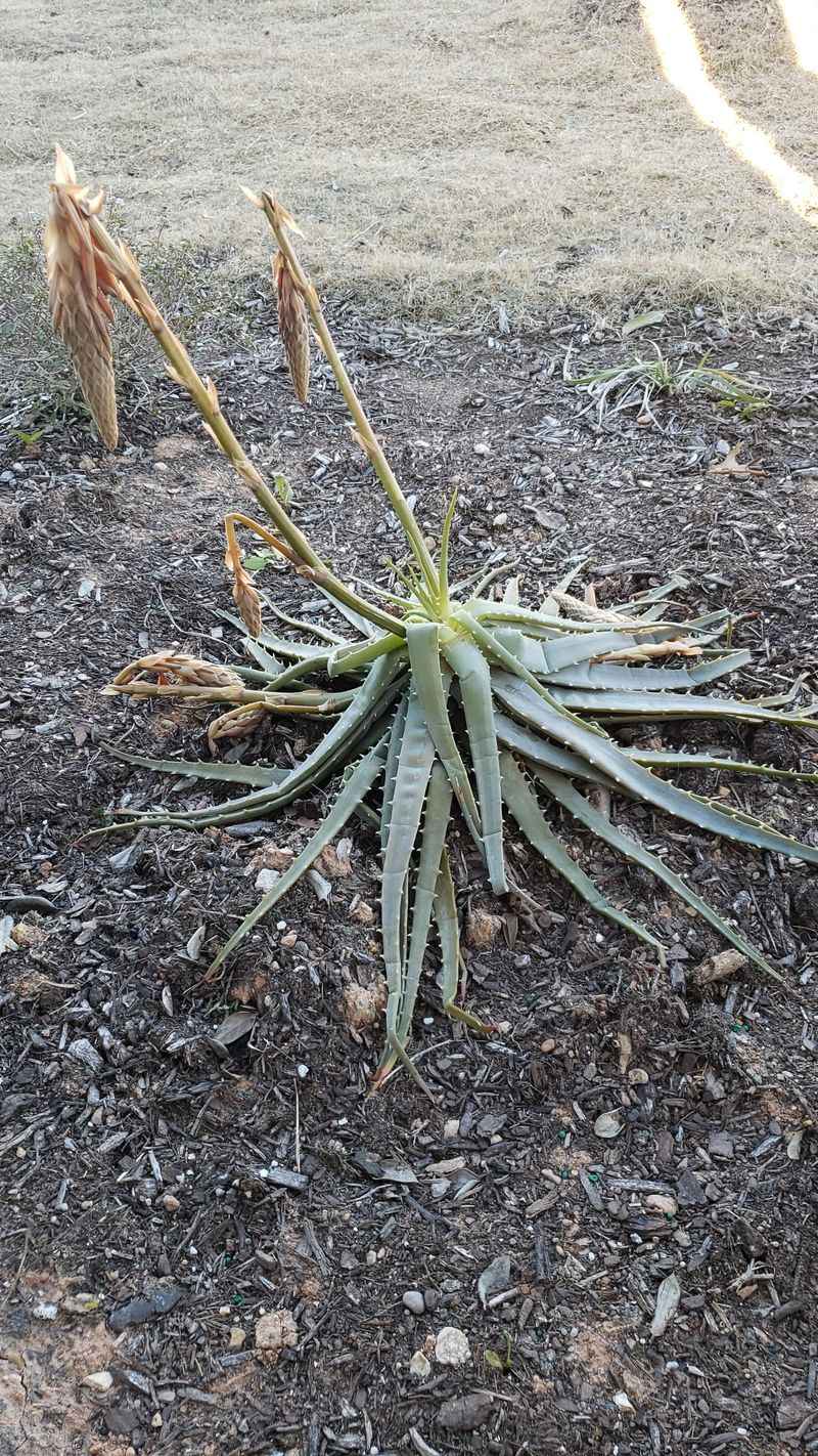 Wait For New Growth Before Cutting Back