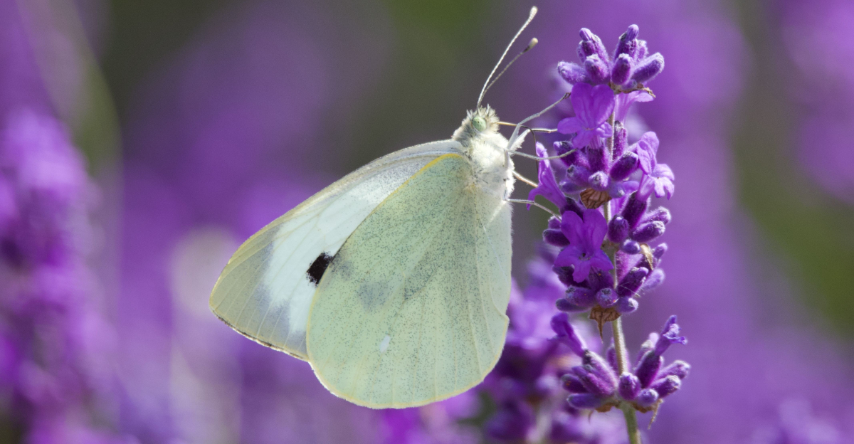 cabbage butterfly