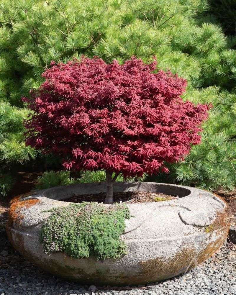 Japanese Maple (Acer Palmatum)