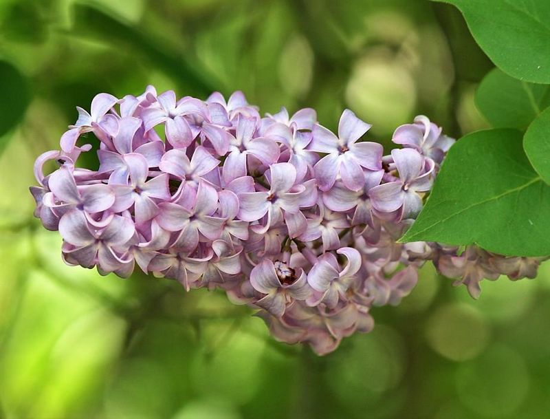 Lilac Shrubs Bloom Best When You Skip March Cuts