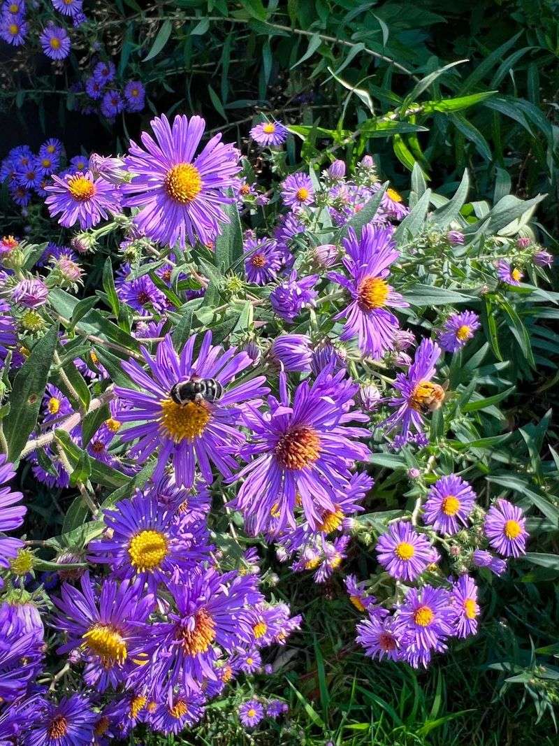 Asters Keep Your Yard Alive In Fall
