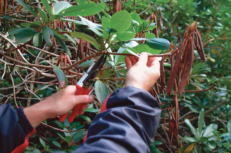 Pruning Tools That Work