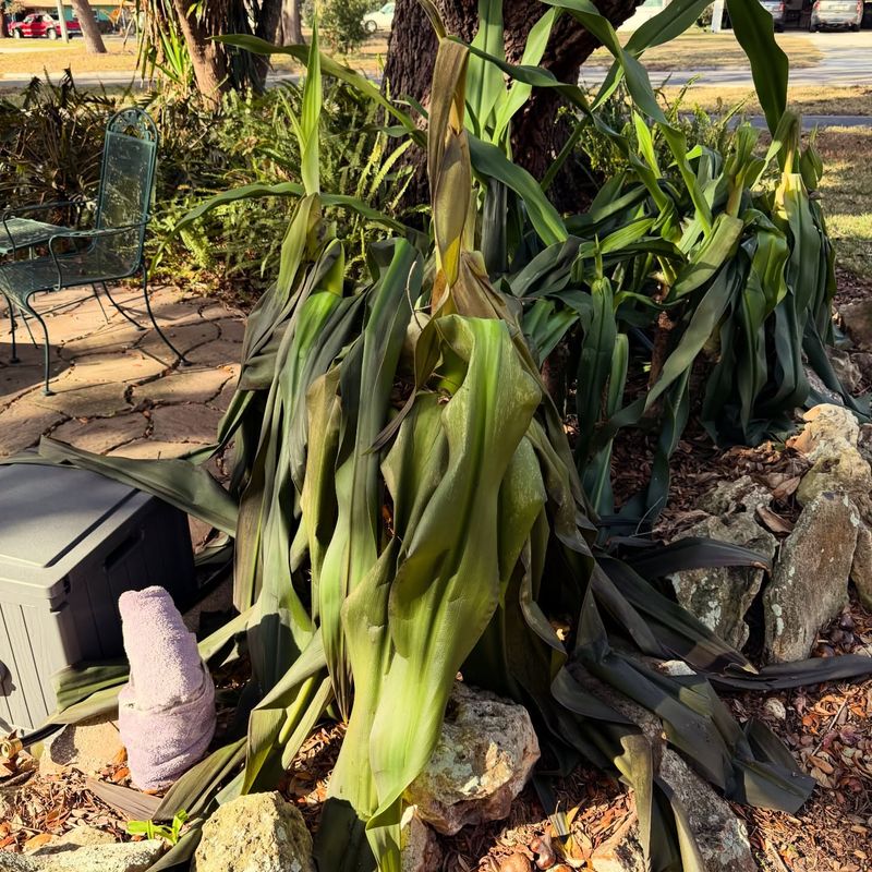 Resist The Urge To Replace Plants Too Quickly